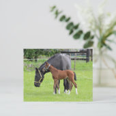 馬はがき ポストカード (スタンド正面)