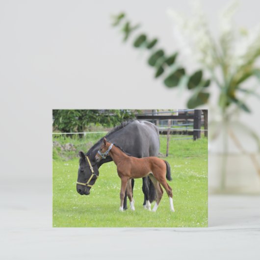 馬はがき ポストカード (スタンド正面)