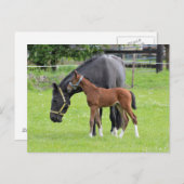 馬はがき ポストカード (正面/裏面)