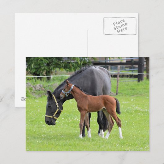 馬はがき ポストカード (正面/裏面)