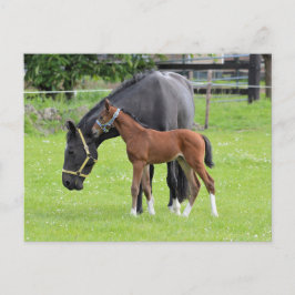 馬はがき ポストカード