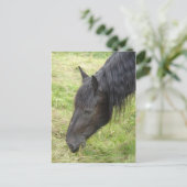 馬はがき ポストカード (スタンド正面)