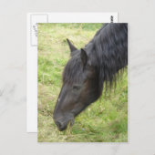馬はがき ポストカード (正面/裏面)