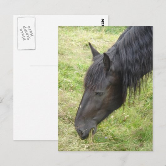 馬はがき ポストカード (正面/裏面)