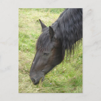 馬はがき ポストカード