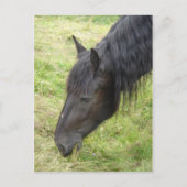 馬はがき ポストカード (正面)