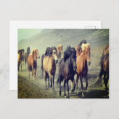 馬はがき ポストカード (正面/裏面)