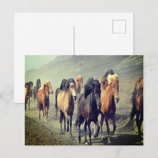 馬はがき ポストカード (正面/裏面)