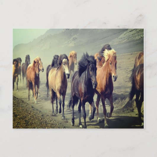 馬はがき ポストカード (正面)