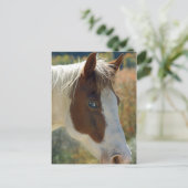 馬はがき ポストカード (スタンド正面)