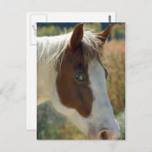 馬はがき ポストカード (正面/裏面)
