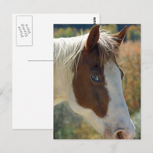 馬はがき ポストカード (正面/裏面)