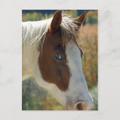 馬はがき ポストカード (正面)