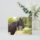 馬はがき ポストカード (スタンド正面)