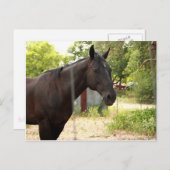 馬はがき ポストカード (正面/裏面)