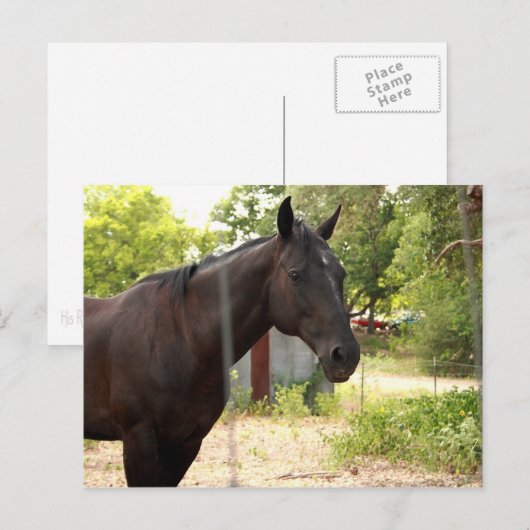 馬はがき ポストカード (正面/裏面)