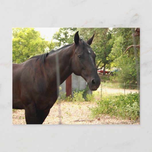 馬はがき ポストカード (正面)