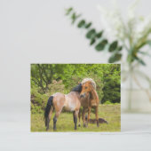 馬はがき ポストカード (スタンド正面)