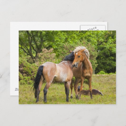 馬はがき ポストカード (正面/裏面)
