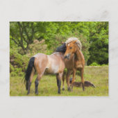 馬はがき ポストカード (正面)