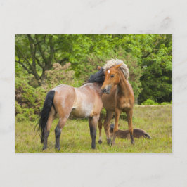 馬はがき ポストカード