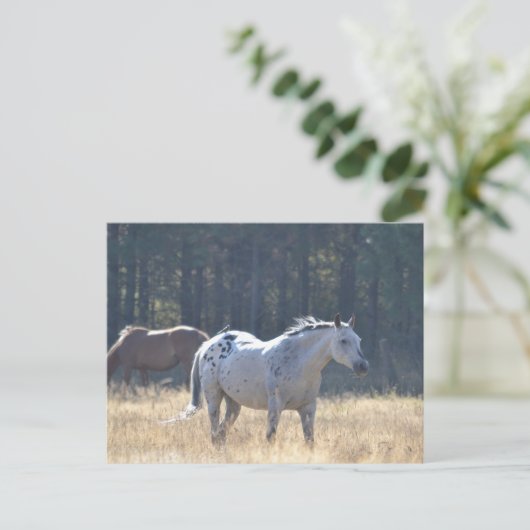 馬はがき ポストカード (スタンド正面)