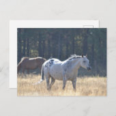 馬はがき ポストカード (正面/裏面)