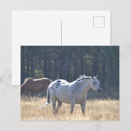 馬はがき ポストカード (正面/裏面)