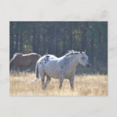 馬はがき ポストカード (正面)