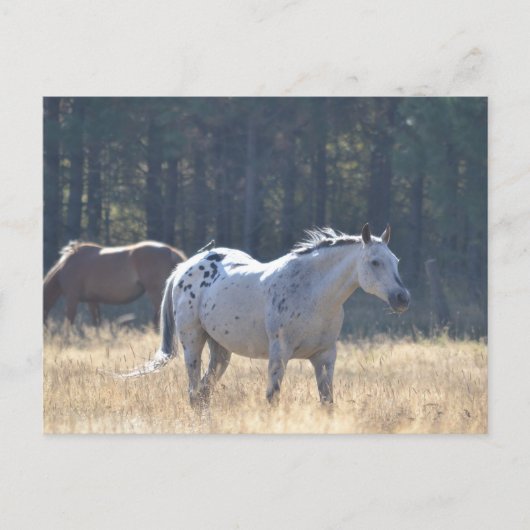 馬はがき ポストカード (正面)
