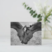 馬はがき ポストカード (スタンド正面)