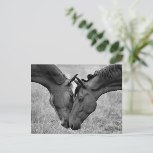 馬はがき ポストカード (スタンド正面)