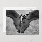 馬はがき ポストカード (正面/裏面)