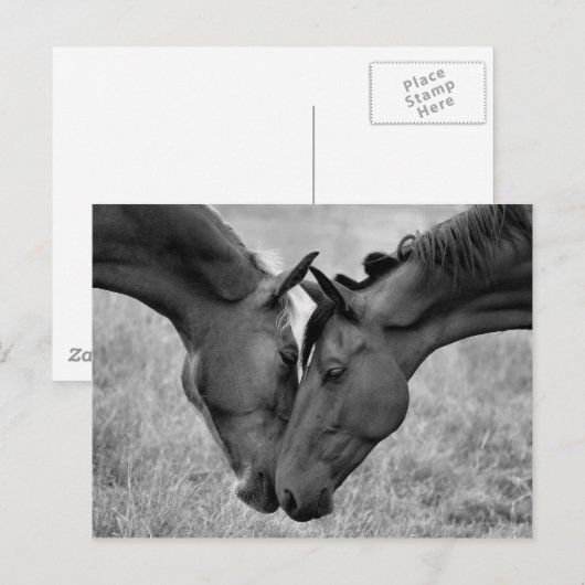馬はがき ポストカード (正面/裏面)
