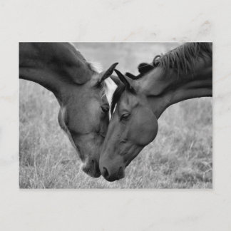 馬はがき ポストカード