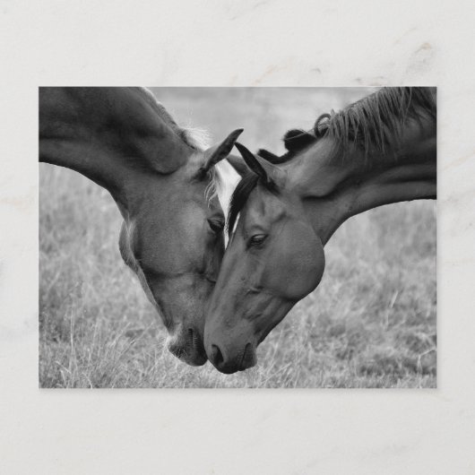 馬はがき ポストカード (正面)