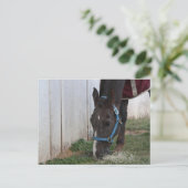 馬はがき ポストカード (スタンド正面)