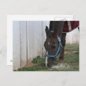 馬はがき ポストカード (正面/裏面)