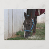 馬はがき ポストカード (正面)