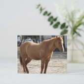 馬はがき ポストカード (スタンド正面)