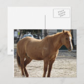 馬はがき ポストカード (正面/裏面)