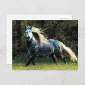 馬はがき ポストカード (正面/裏面)