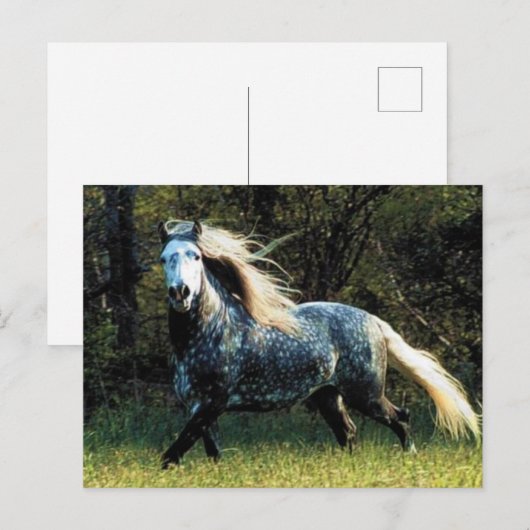 馬はがき ポストカード (正面/裏面)