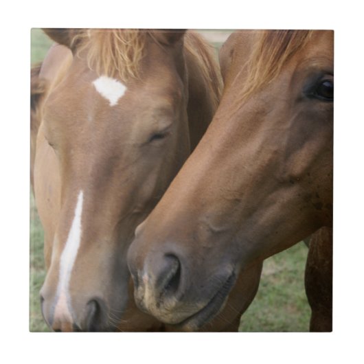 馬はタイルに寄り添います タイル (正面)