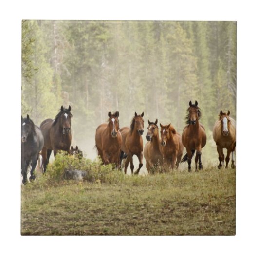 馬はラウンドアップの間に小さな丘をクリスティング タイル (正面)