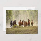 馬は丸め合わせの間に小さな丘を這っていた ポストカード (正面/裏面)