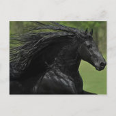 馬は馬#1」 ポストカード (正面)