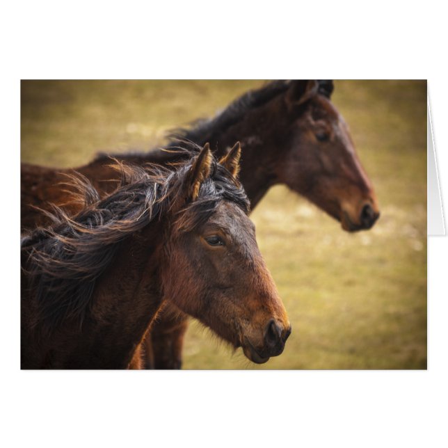 馬を並べて (正面横)