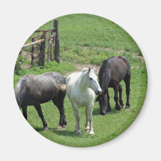 馬を増やす！ マグネット (正面)