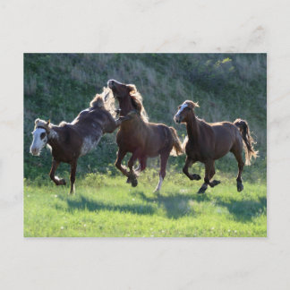 馬を蹴ること ポストカード
